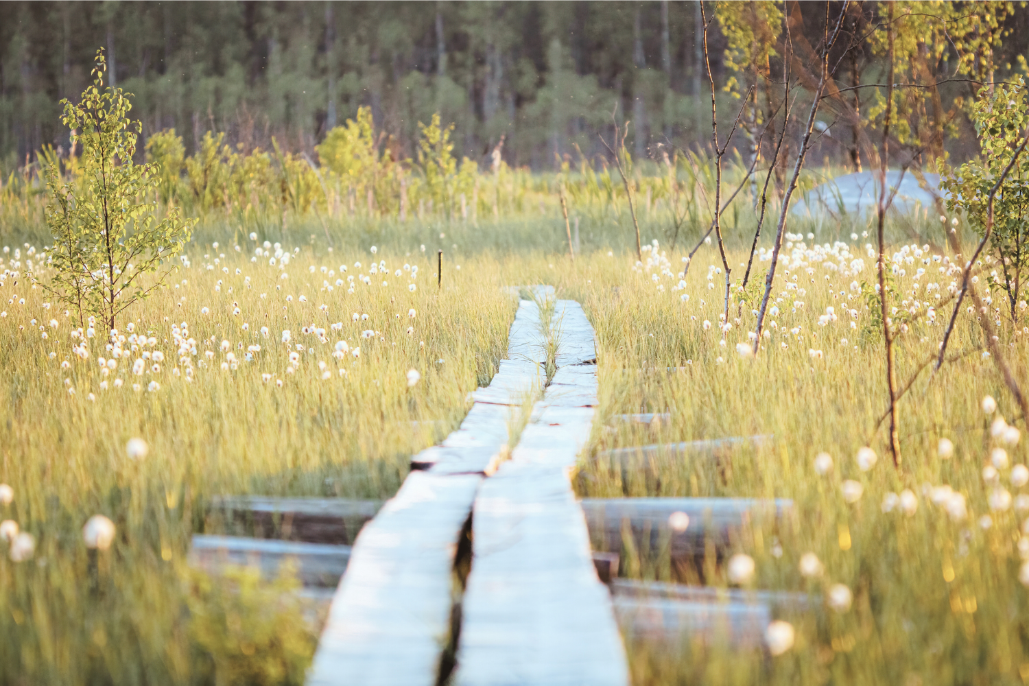 Caroline Bleijenburg coaching en relatietherapie familieopstelling